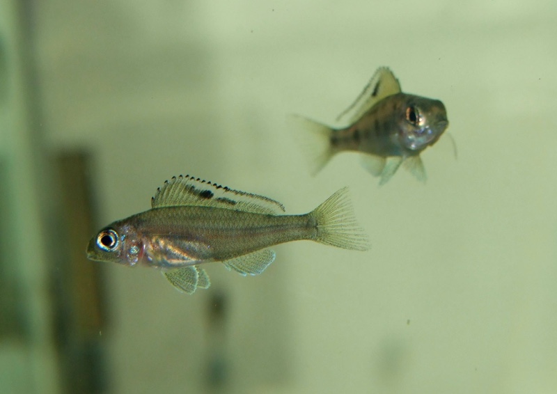 Xenotilapia spilopterus 'Mabilibili'